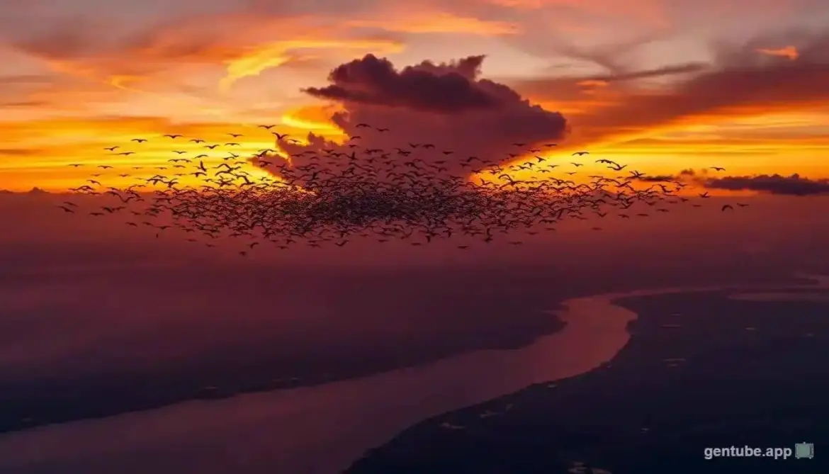 migration of birds
